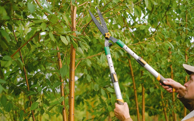 Tree trimming in Mott, ND