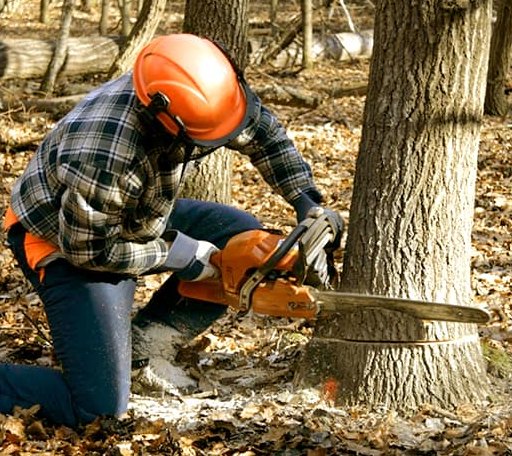 Tree Removal in Mott, ND